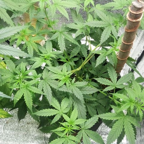 Amirani Auto - Caucasian  growlog timeline photo