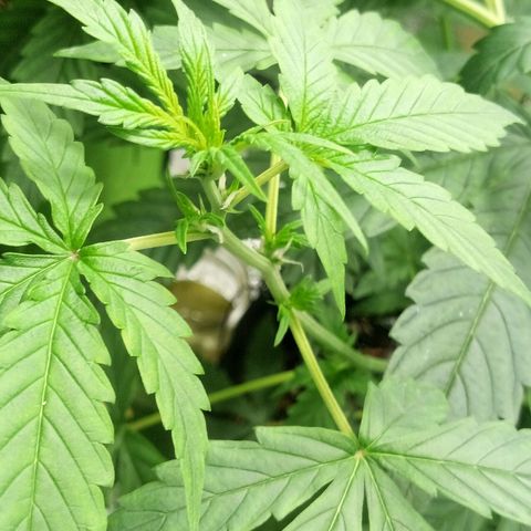 Amirani Auto - Caucasian  growlog timeline photo