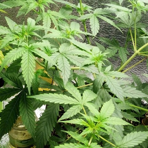 Amirani Auto - Caucasian  growlog timeline photo