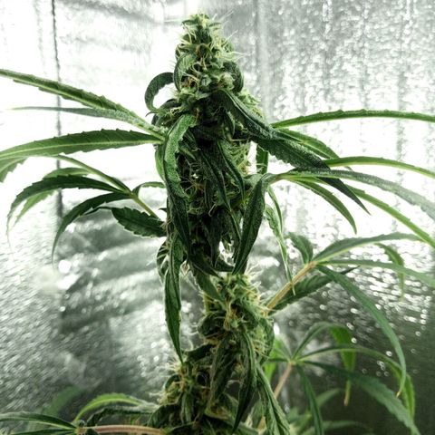 Gorila Zkittlez Auto Barney's Farm  growlog timeline photo