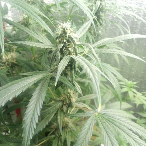 Gorila Zkittlez Auto Barney's Farm  growlog timeline photo