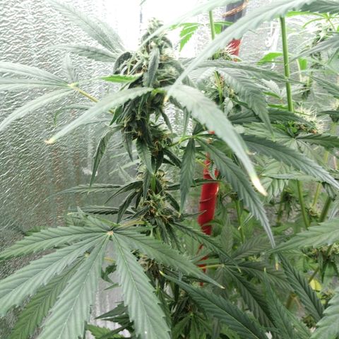 Gorila Zkittlez Auto Barney's Farm  growlog timeline photo
