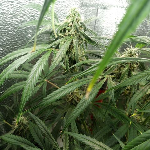 Gorila Zkittlez Auto Barney's Farm  growlog timeline photo