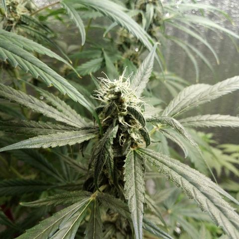 Gorila Zkittlez Auto Barney's Farm  growlog timeline photo
