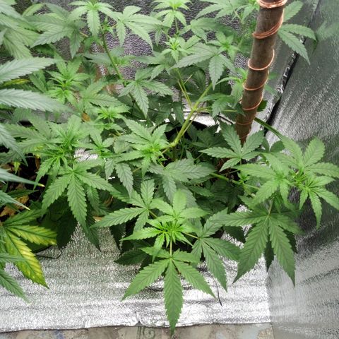 Amirani Auto - Caucasian  growlog timeline photo