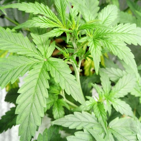 Amirani Auto - Caucasian  growlog timeline photo