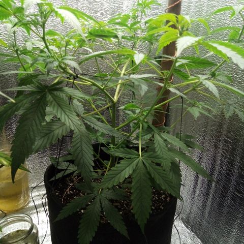 Amirani Auto - Caucasian  growlog timeline photo