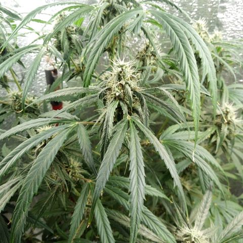 Gorila Zkittlez Auto Barney's Farm  growlog timeline photo