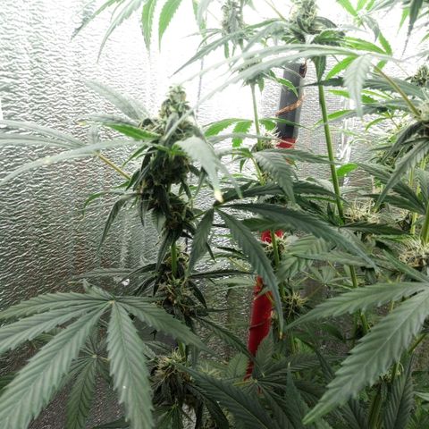 Gorila Zkittlez Auto Barney's Farm  growlog timeline photo