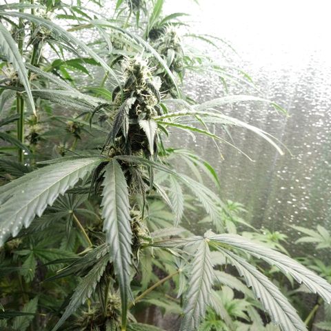 Gorila Zkittlez Auto Barney's Farm  growlog timeline photo
