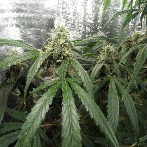 Gorila Zkittlez Auto Barney's Farm  growlog timeline photo
