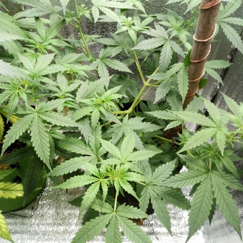 Amirani Auto - Caucasian  growlog timeline photo