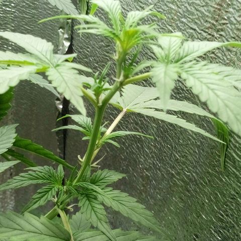 Amirani Auto - Caucasian  growlog timeline photo
