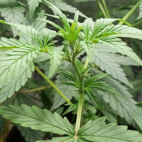 Amirani Auto - Caucasian  growlog timeline photo
