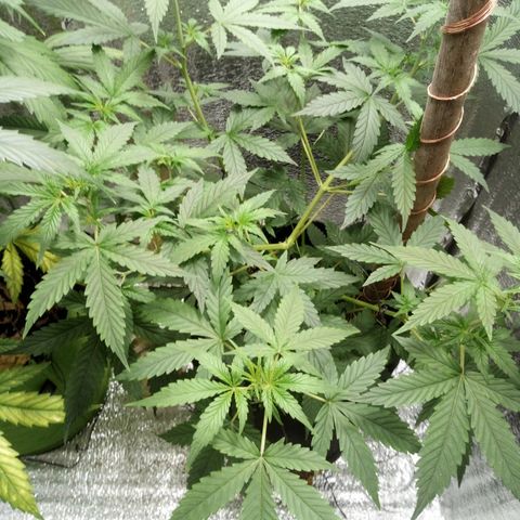 Amirani Auto - Caucasian  growlog timeline photo