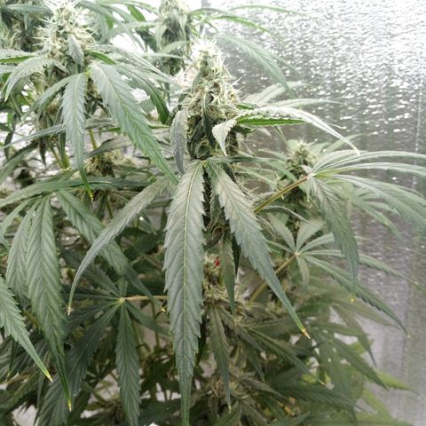 Gorila Zkittlez Auto Barney's Farm  growlog timeline photo