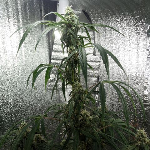 Gorila Zkittlez Auto Barney's Farm  growlog timeline photo