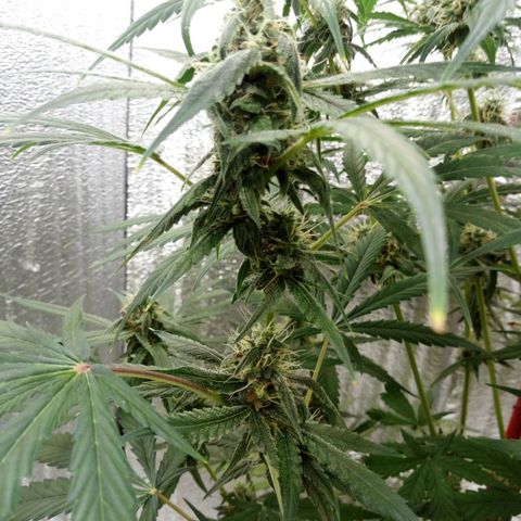 Gorila Zkittlez Auto Barney's Farm  growlog timeline photo