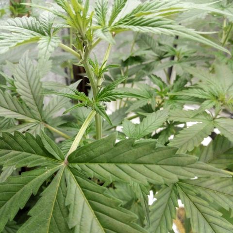 Amirani Auto - Caucasian  growlog timeline photo