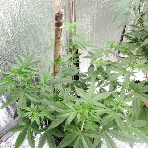 Amirani Auto - Caucasian  growlog timeline photo