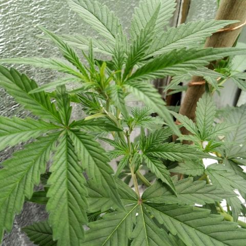Amirani Auto - Caucasian  growlog timeline photo