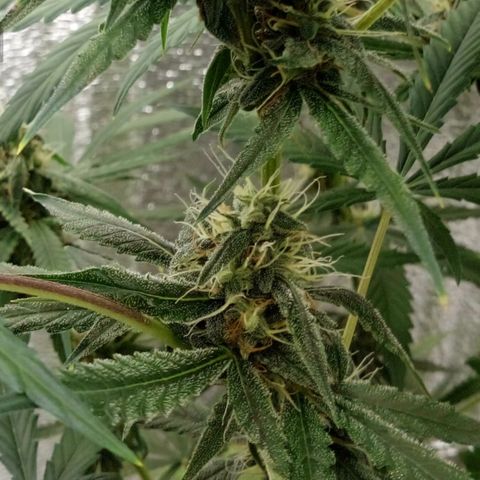 Gorila Zkittlez Auto Barney's Farm  growlog timeline photo