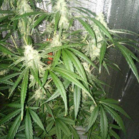 Gorila Zkittlez Auto Barney's Farm  growlog timeline photo