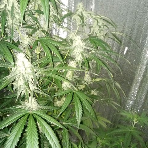 Gorila Zkittlez Auto Barney's Farm  growlog timeline photo