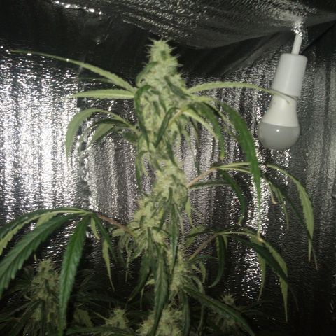 Gorila Zkittlez Auto Barney's Farm  growlog timeline photo