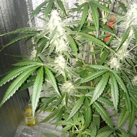 Gorila Zkittlez Auto Barney's Farm  growlog timeline photo