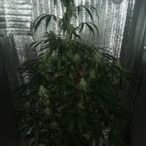 Gorila Zkittlez Auto Barney's Farm  growlog timeline photo