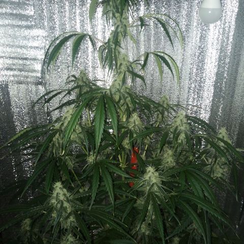 Gorila Zkittlez Auto Barney's Farm  growlog timeline photo