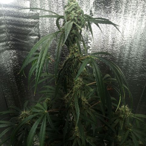 Gorila Zkittlez Auto Barney's Farm  growlog timeline photo