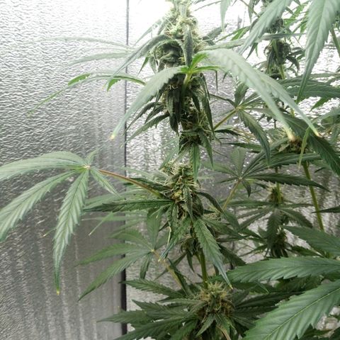 Gorila Zkittlez Auto Barney's Farm  growlog timeline photo