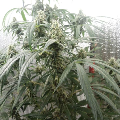 Gorila Zkittlez Auto Barney's Farm  growlog timeline photo
