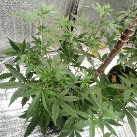 Amirani Auto - Caucasian  growlog timeline photo
