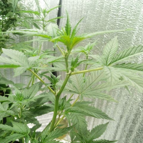 Amirani Auto - Caucasian  growlog timeline photo