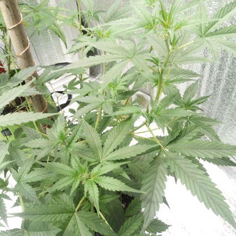 Amirani Auto - Caucasian  growlog timeline photo