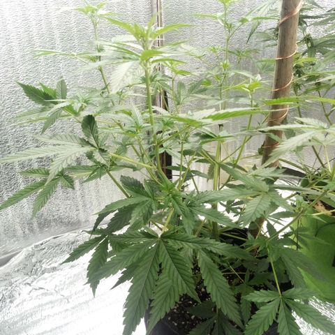 Amirani Auto - Caucasian  growlog timeline photo