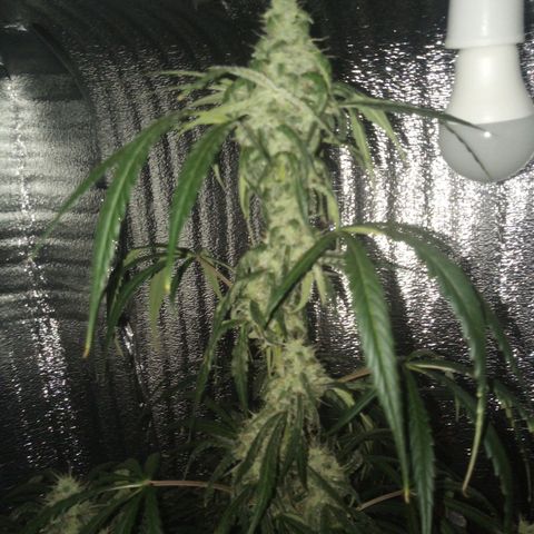Gorila Zkittlez Auto Barney's Farm  growlog timeline photo