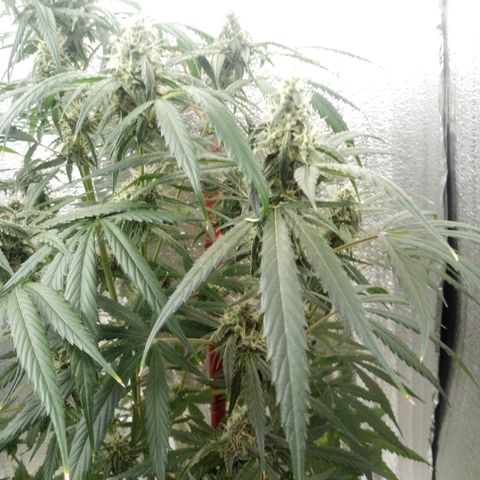 Gorila Zkittlez Auto Barney's Farm  growlog timeline photo