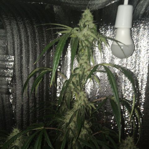 Gorila Zkittlez Auto Barney's Farm  growlog timeline photo