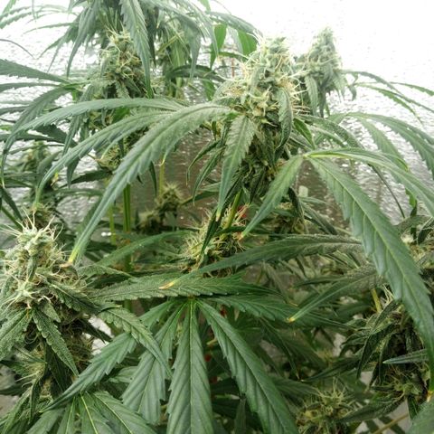 Gorila Zkittlez Auto Barney's Farm  growlog timeline photo