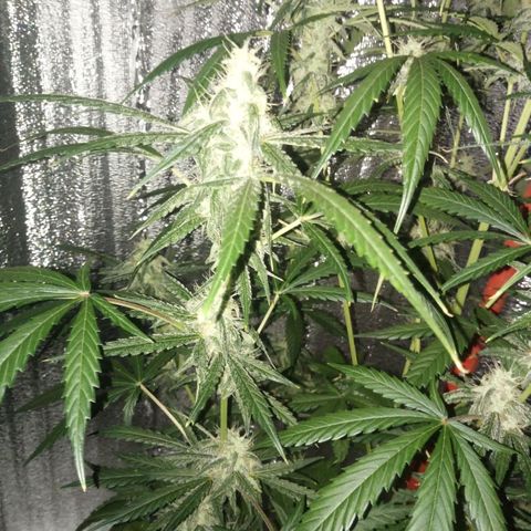 Gorila Zkittlez Auto Barney's Farm  growlog timeline photo