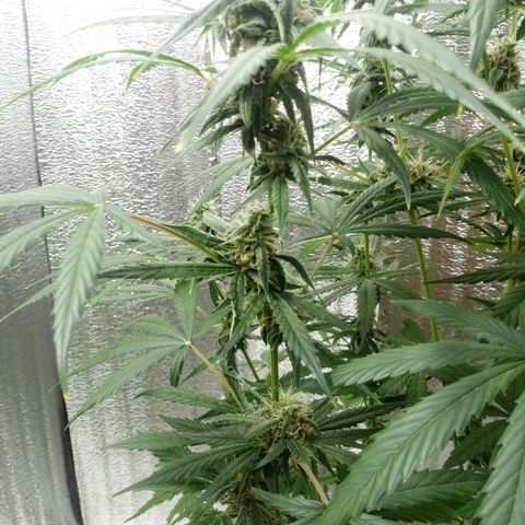 Gorila Zkittlez Auto Barney's Farm  growlog timeline photo