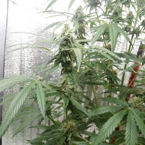 Gorila Zkittlez Auto Barney's Farm  growlog timeline photo