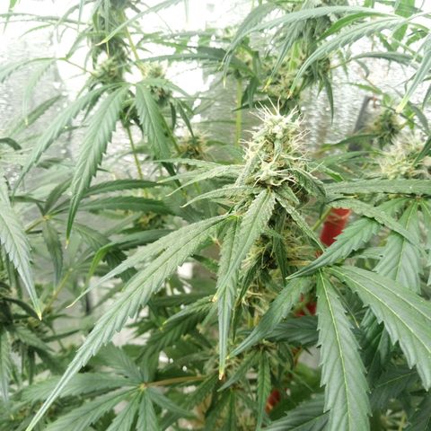 Gorila Zkittlez Auto Barney's Farm  growlog timeline photo