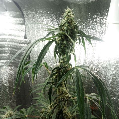 Gorila Zkittlez Auto Barney's Farm  growlog timeline photo