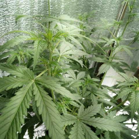 Amirani Auto - Caucasian  growlog timeline photo