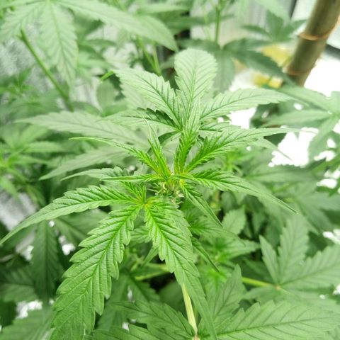 Amirani Auto - Caucasian  growlog timeline photo
